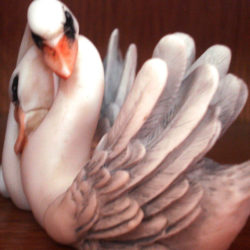 Ζευγάρι κύκνων για αγάπη